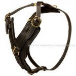Edles Hundegeschirr Leder gepolstert für Freude!