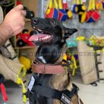 Halsband aus zweilagigem Leder mit Griff für Malinois_7