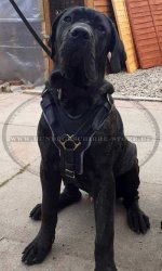 Cane Corso edles gepolstertes Hundegeschirr, Leder_1