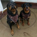 Leder Hundegeschirr für Rottweiler mit weicher Polsterung_1