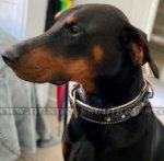 Gepolstertes Lederhalsband mit exklusivem Dekor für Dobermann_0