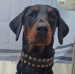 Nietenhalsband Exklusiv 40 cm breit für Dobermann_0
