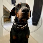 Gepolstertes Lederhalsband mit exklusivem Dekor für Dobermann_2