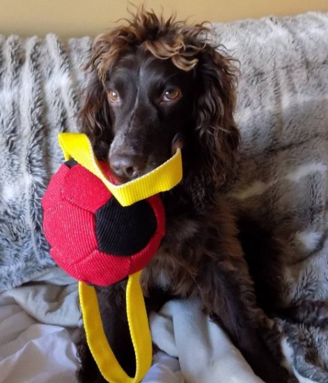 Beisswurst für Hunde in einzigartigem Design