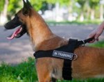 Hundegeschirr Nylon K9 mit Logos für Malinois_0
