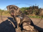 Hunde Geschirr K9 | Powertrainingsgeschirr, Mastino Napoletano_1