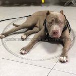 Hundegeschirr Leder für Amerikanischen Pitbull für Training!_1