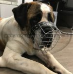 Bernardshund Drahtmaulkorb aus Stahl