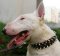 Pitbull Leather Spiked/Studded Collar 3 Rows für Bull Terrier