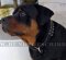Nieten Halsband für Rottweiler Hund