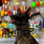 K9 Halsband für Gehorsamtraining mit Schäferhund_3