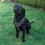Cane Corso Hundegeschirr Leder mit glänzenden Spikes_1