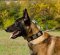 Nylon Collar for Belgian Shepherd Dog with massive schields