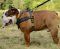 Englische Bulldogge Lauf-Hundegeschirr aus Leder