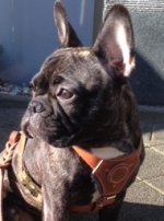Leder Geschirr für Französische Bulldogge Bestseller