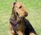 Airedale Terrier Hetz- Hundegeschirr Leder