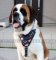 Bemaltes Hundegeschirr für St. Bernhardshund im USA Stil