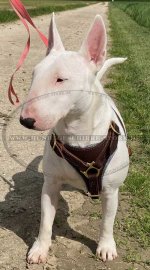 Hundegeschirr Leder für Bullterrier für Mantrailing & Training_2