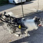 Blindenführhundgeschirr für Border Collie Superangebot!_1