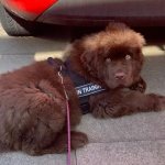 Neues Allwetter-Hundegeschirr aus Nylon Neufundland_1