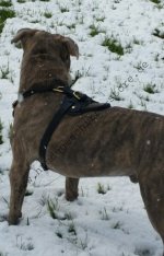 Hundegeschirr aus Leder Amerikanischer Pitbull Edles Design_3