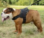 Englische Bulldogge Allwetter-Hundegeschirr aus Nylon_0