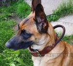Halsband aus zweilagigem Leder mit Griff für Malinois_1