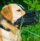 Leder Maulkorb für Golden Retriever, starke Konstruktion