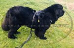 Hundegeschirr aus Leder für Neufundland, stilvoll_1