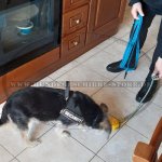 Nylon Hundeleine blau_5