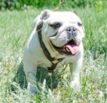 Englische Bulldogge luxuriöses Leder Hundgeschirr_0