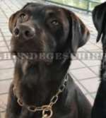 Sprenger Curogan Fur Saver Halskette für Labrador