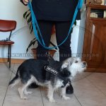 Nylon Hundeleine blau_3