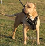 Hundegeschirr Leder TOP-Klasse | Hunde-Ledergeschirr fein_16