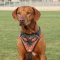 Hundegeschirr aus Leder mit flammigem Design fuer Ridgeback!
