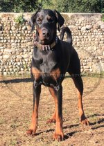 Edles Hundehalsband mit massiven Schildern und Spikes Pyramiden_1