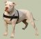 American Bulldog Such-Hundegeschirr aus Leder