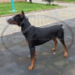 Dobermann Drahtmaulkorb - Bester Beißkorb aus Chrom-Stahl_1