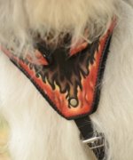 Leder Hundegeschirr für Südrussischen Owtscharka, Feuer-Stil_0