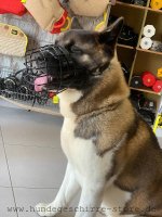 Schwarzer Drahtmaulkorb mit Filz-Polsterung für American Akita_3