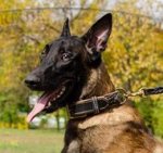 Hundehalsband mit Nappa für Belgischen Schäferhund