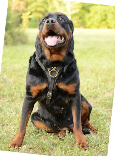 Rottweiler online leather harness