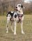 Hundegeschirr gepolstert für Deutsche Dogge, originell