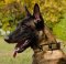Hundehalsband Leder für Mali | Malinois Halsband Nieten