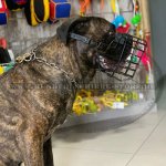Bullmastiff Maulkorb aus Gummiertem Draht gut belüftet_4