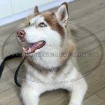 Handgefertigte Leder Hundeleine, 2 cm_2