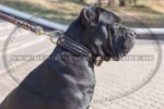 Hundehalsband aus Leder mit Geflecht-Element für Cane Corso
