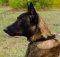 Malinois Halsband im klassischen Stil Extrahaltbarkeit ❊