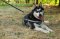 Nylon Reflective Multi-Purpose Dog Harness for Malamute