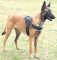 K9 Hundegeschirr Nylon für Malinois